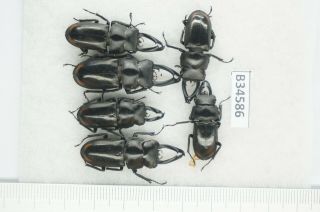 B34586 –lucanus.  Lucanide Species?beetles,  Insects Yen Bai Vietnam