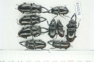 B34578 –lucanus.  Lucanide Species?beetles,  Insects Yen Bai Vietnam