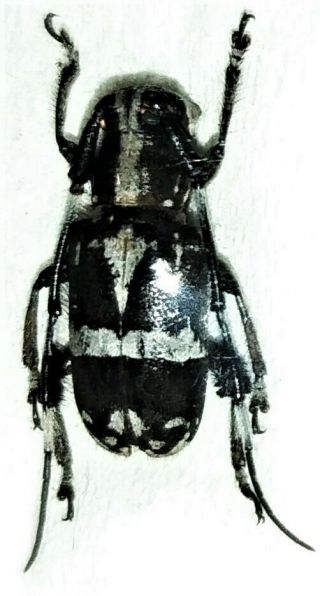 Cerambycidae Sp 12mm From Seram Indonesia