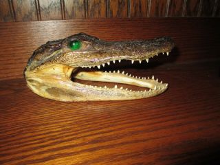 Real Alligator Head With Green Glass Eyes 7 " Taxidermy