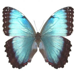One Real Butterfly Blue Morpho Peleides Female Unmounted Wings Closed Costa Rica