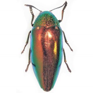 One Real Red Form Sternocera Aequisignata Buprestid Beetle Thailand Unmounted