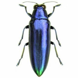 One Real Blue Violet Chrysochroa Fulminans Buprestid Beetle Indonesia