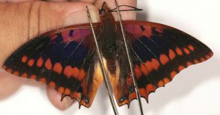 Nymphalidae Charaxes Lucretius Maximus From Uganda