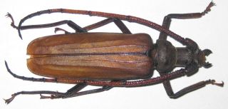 Prioninae Aegosoma Gigantea Male A1 66mm (indonesia) Xl