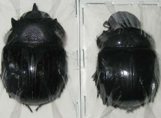 Scarabaeinae Heliocopris Bucephalus Pair A1 Male 48mm (indonesia) Xxl