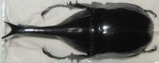 Dynastidae Xylotrupes Gideon Gideon Male A1 75mm (indonesia) Xxl