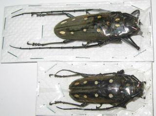 Batocera Parryi Pair With Male 59mm Female 46mm From Thailand (cerambycidae)