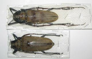 Batocera Numutor Ferruginea Pair With Male 73mm Female 70mm (cerambycidae)