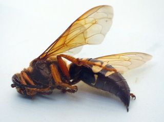Hymenoptera Giant Cicada Killer Sphecius Speciosus Usa