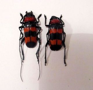 Paveia Superba Pair Red Longhorn Beetle Taxidermy Real Insect