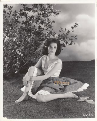 Natalie Wood Vintage Sexy Double - Weight Photo Splendor In The Grass 61