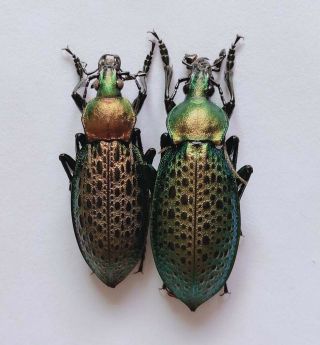 Carabus Sp From Jining Shandong 9006 Not Sure Elysii Or Smaragdinus