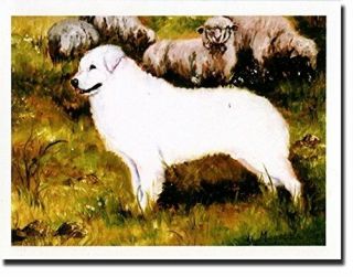 Kuvasz Profile Notecards 6 Note Cards & 6 Envelopes By Ruth Maystead