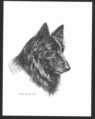 343 Belgian Sheepdog Dog Art Print Pen & Ink Drawing By Jan Jellins