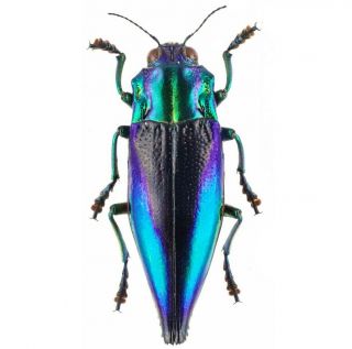 One Real Blue Violet Cyphogastra Calepyga Buprestid Beetle Indonesia