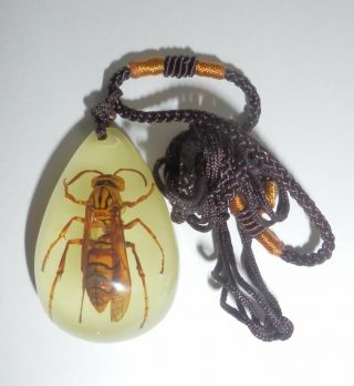 Insect Necklace Yellow Paper - Wasp Polistes Olivaceus Specimen Glow Yd07