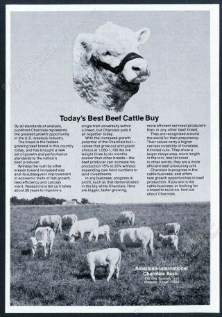 1971 Charolais Cow Cattle Photo American Charolais Association Vintage Print Ad