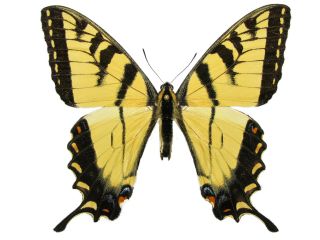 One Real Butterfly Yellow Eastern Tiger Swallowtail Papilio Glaucus Wings Closed