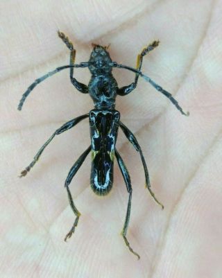 Coleoptera Cerambycidae Sp.  Sp.  Nº 47 From Peru