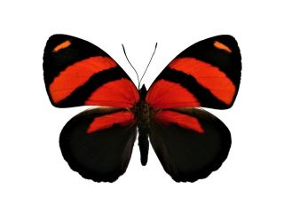 One Real Butterfly Red Callicore Cynosura Unmounted Wings Closed
