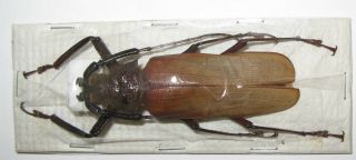 Macrotoma Pascoei 75mm (cerambycidae)