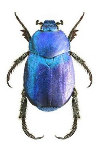 One Real Blue Hoplia Coerulea Scarab Beetle France Pinned