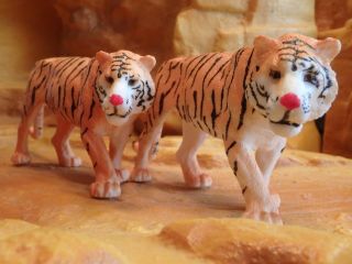 Two Large Bengal Tigers On The Prowl Unbranded For Zoo Or South Asian Expedition