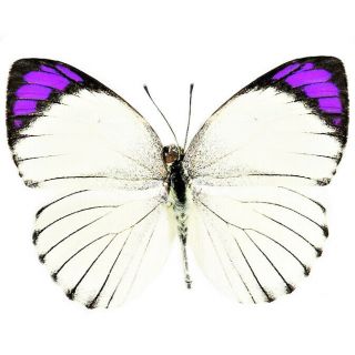One Real Butterfly Purple Colotis Regina Unmounted Wings Closed Tanzania