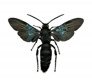 Real Megascolia Azurea Black Hornet Wasp Indonesia Mounted Wings Spread