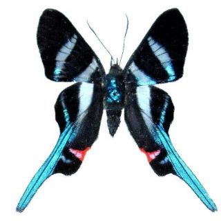 One Real White Blue Peruvian Rhetus Arcius Butterfly Unmounted Wings Closed
