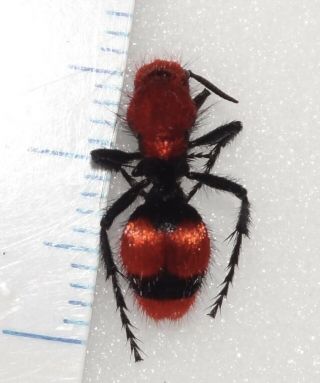 Mutillidae Dasymutilla Occidentalis Female Ca - 45 Red Velvet Ant Cow Killer