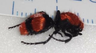 Mutillidae Dasymutilla occidentalis Female CA - 45 Red Velvet Ant Cow Killer 2