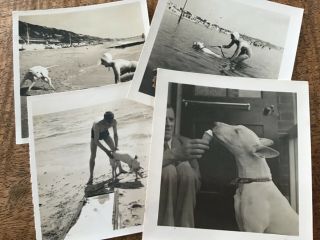 English Bull Terrier Has Beach Holiday,  Ice Cream 1920s 4 X Photos 8/8