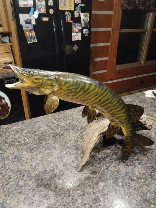 Vintage Musky Table Mount Real Skin Northern Pike Walleye Trout Fish Taxidermy
