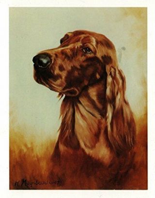 Irish Setter Head Study Notecards 6 Note Cards 6 Envelopes Ruth Maystead