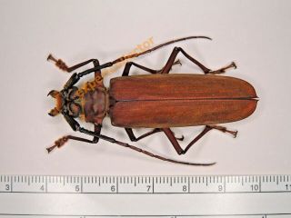 Cerambycidae - Orthomegas Cinnamomeum 59mm,  From Brazil Kz158