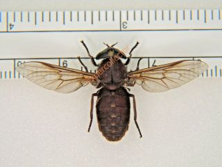 Diptera - Tabanus Catenatus Wingspan 42mm From Canada Rare Kzy401