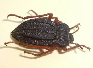 Tenebrionidae,  Callyntra Cantillana