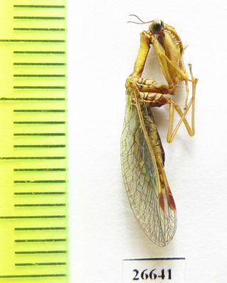 Neuroptera,  Mantispidae Sp. ,  Iri,  Mazandaran Prov.