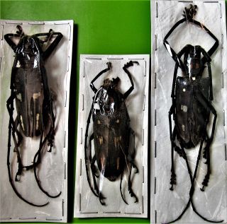 Four Spot Longhorn Beetle Batocera Lombokiana Fast From Usa