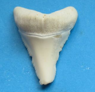 Real 1 1/2 " Modern Great White Shark Tooth Have Broke Sd - 730