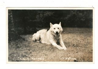 C1940 Real Photo Pc: “whiteface” – Chinook Kennels – Wonalancet,  Nh