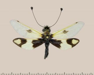 Neuroptera,  Libelloides Macaronius.  Antlion.  Kazakhstan.