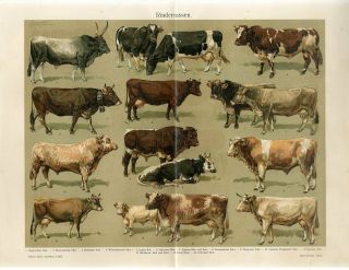 1895 Cattle Cows Bull Breeds Antique Chromolithograph Print