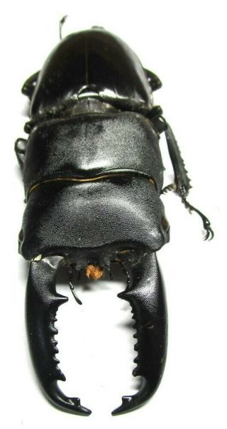 001 Mi : Lucanidae: Dorcus Titanus Mindanaonis Male 79.  5mm