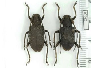 Cerambycidae Trachystola Granulata Indonesia,  Sw Kalimantan Pair