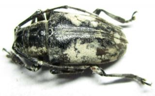 003 Mi : Cerambycidae: Agelasta Species? Female 19.  5mm