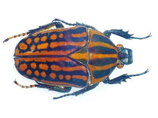 Chelorrhina Romyae Female Huge Xxl 43mm,  Cetonidae Cameroon
