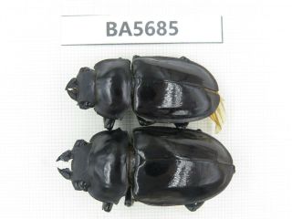 Beetle.  Neolucanus Sp.  Myanmar,  Kechin.  2f.  Ba5685.